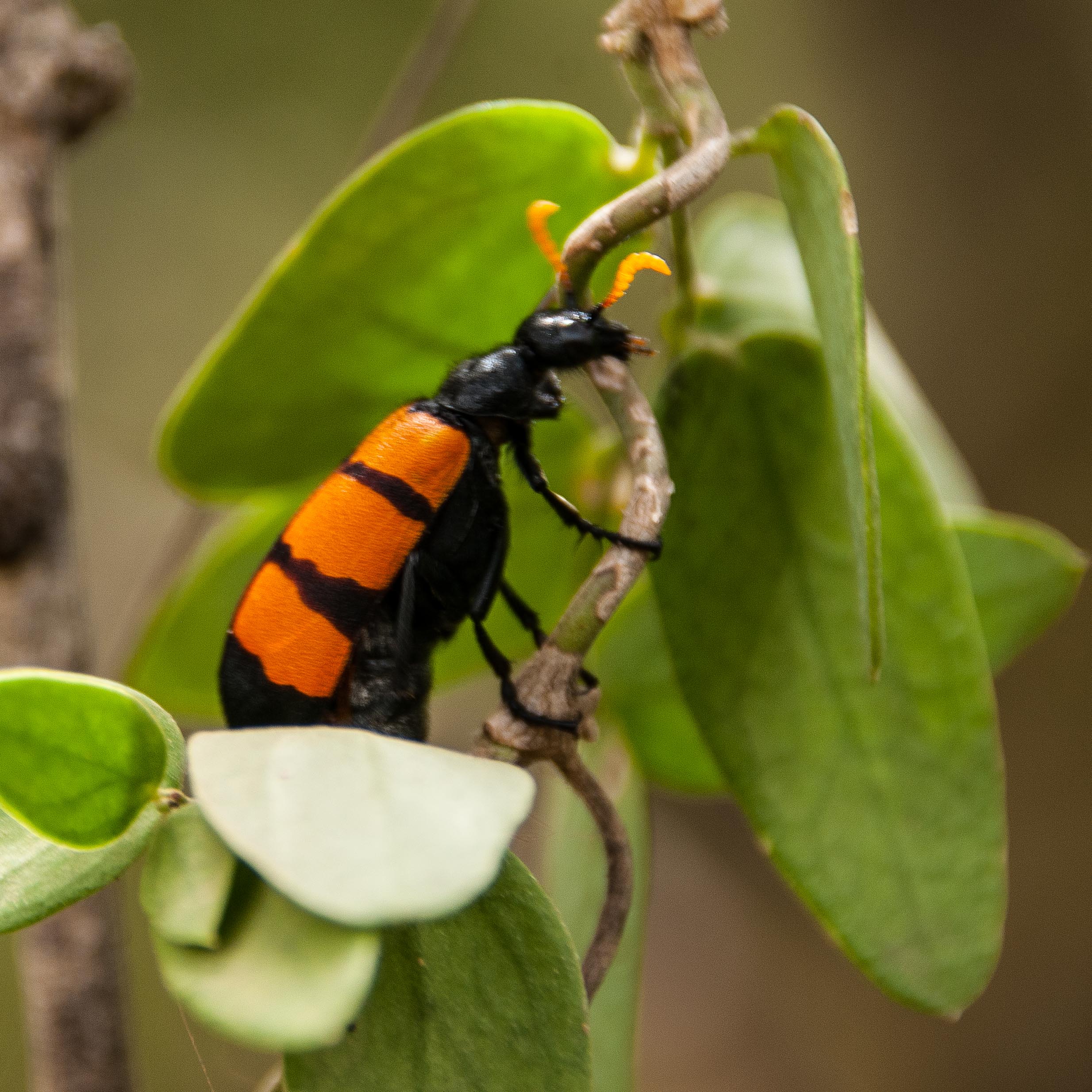 Mylabre Africain (Hycleus trifasciatus), Réserve Naturelle de Popenguine.